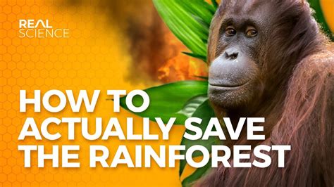 How To Actually Save The Rainforest Youtube