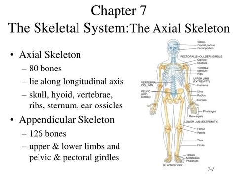 Define Axial Anatomy