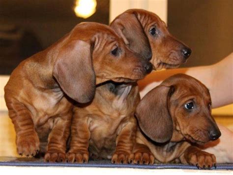 37 Miniature Smooth Haired Dachshund For Sale Picture