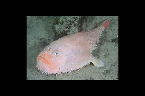 The 20 Weirdest Fish In The Ocean The Christian Science Monitor