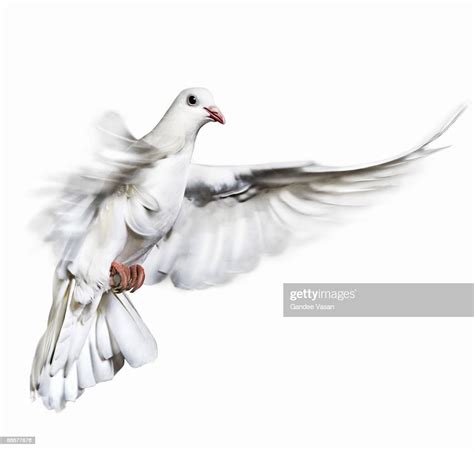 White Dove In Flight High Res Stock Photo Getty Images