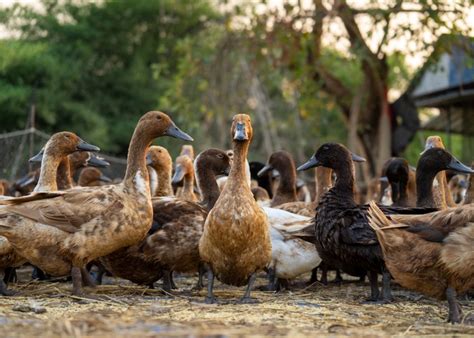 Pros And Cons Of Raising Ducks The Happy Chicken Coop
