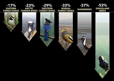 Ornithologists Birdwatchers Uncover Staggering Magnitude Of Bird