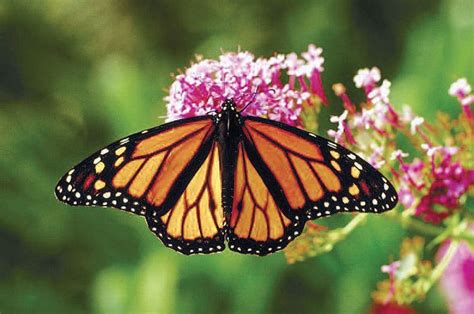Where Are All The Monarch Butterflies Yesterdays Island Todays