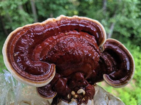 Red Reishi Ganoderma Lucidum Mushroom Mage
