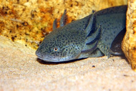 Detailed practical, scientific, and photographic information about the axolotl (ambystoma mexicanum), the mexican salamander. Axolotls as Pets