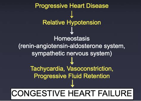 Heart Failure Flashcards Quizlet
