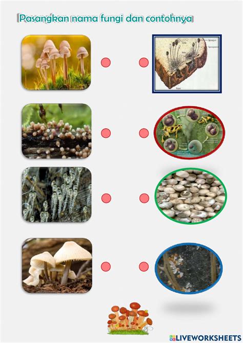 Kingdom Fungi Interactive Worksheet