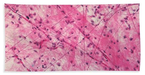 Areolar connective tissue is often used synonymously with loose connective tissue. Areolar Connective Tissue Beach Towel for Sale by M. I. Walker