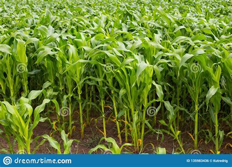 Rows Of Green Corn Stock Photo Image Of Organic Grow 135983436