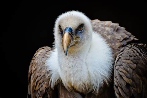 Vulture Bird Royalty Free Stock Photo