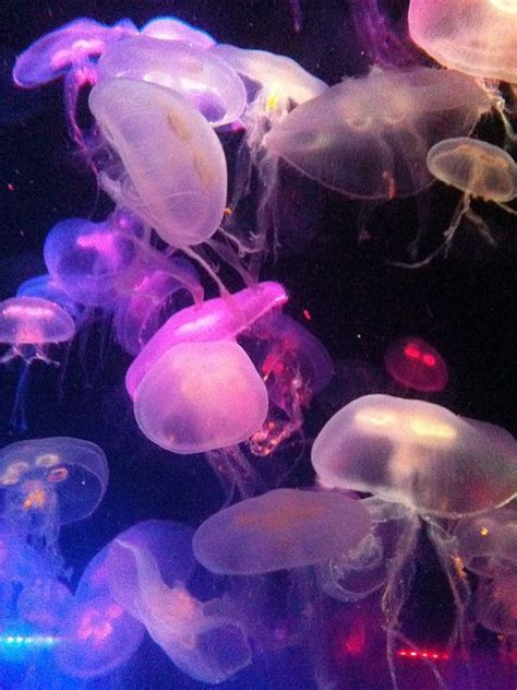 Jelly Fish Ocean Life Animals Underwater Creatures Underwater Life