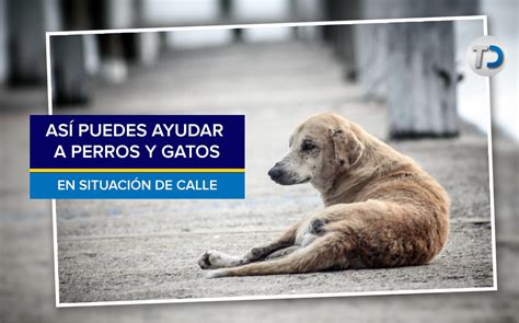 Cómo Ayudar A Perros Y Gatos De La Calle Telediario México