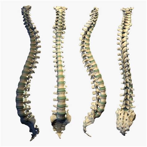 Bones in human body provide basic structural shape and support. maya human spine