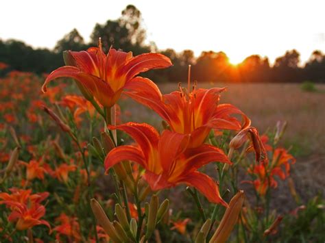 Orange Lilies At Sunset These Orange Lilies Grow Wild All Flickr