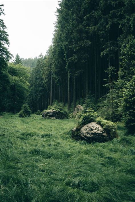 Forest Fields Like A Green Natural Wonderland Landscape Photography