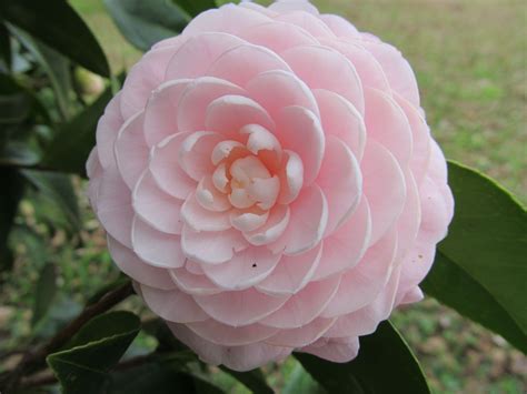 Alabama State Flower Camellia Flowers Rose Plants