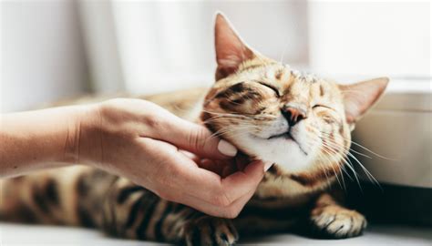 How To Smile At Cats • Seattle Area Feline Rescue