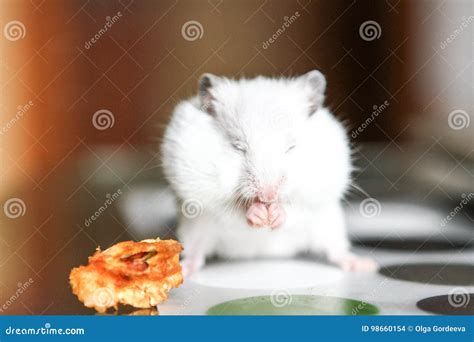 Cute Funny White Hamster Eating An Apple Stock Photo Image Of Animal
