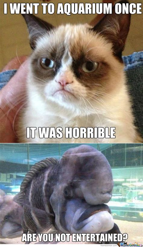 Memes Angry Cat Image Memes At
