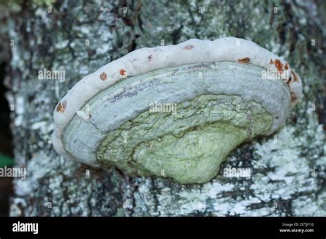 Polyporales Fungus Grows On The Trunk Of A Birch Tree Stock Photo Alamy