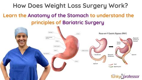 Anatomy Of The Human Stomach And Bariatric Surgery