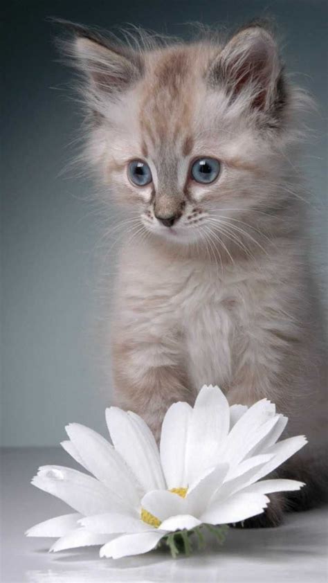 Pin By Prekshya On Pet Lovers Cats Kittens Cutest Beautiful Cats