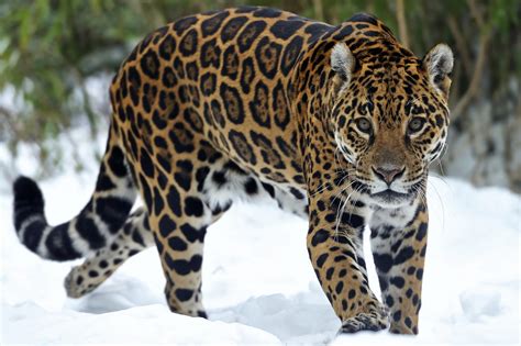 Big Cats Jaguars Glance Snow Animals Wide Wallpaper Animals