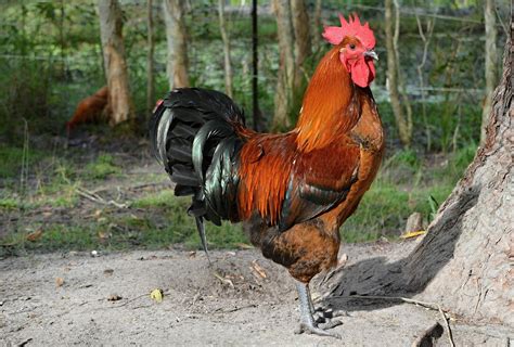 Download Free Photo Of Roosterpoultryanimalsbirdanimal From