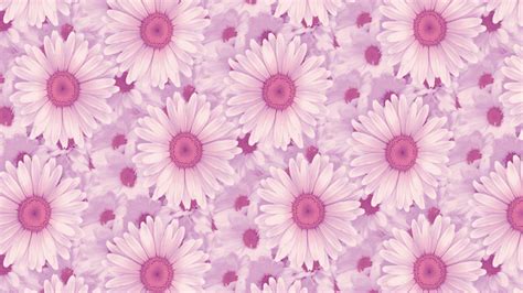 Pink Daisy Backgrounds Wallpaper Cave