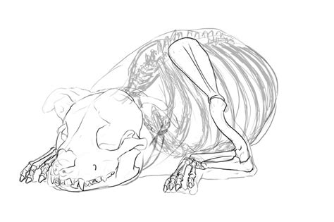 Anatamation: where Anatomy meets Animation: Dog Anatomy 2