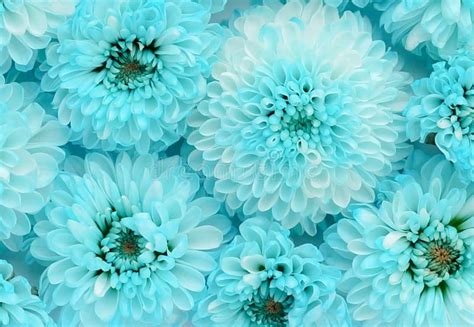 Flowers Close Up Background Blue Turquoise Color Stock Photo Image Of