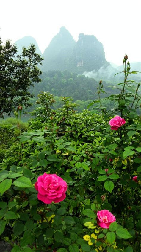 Pink Flowers With China Mountain Landscape Stock Photo Image Of China
