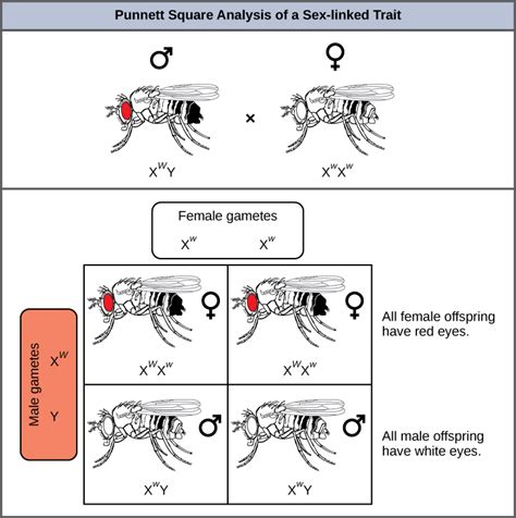 Reading Sex Linked Traits Biology I