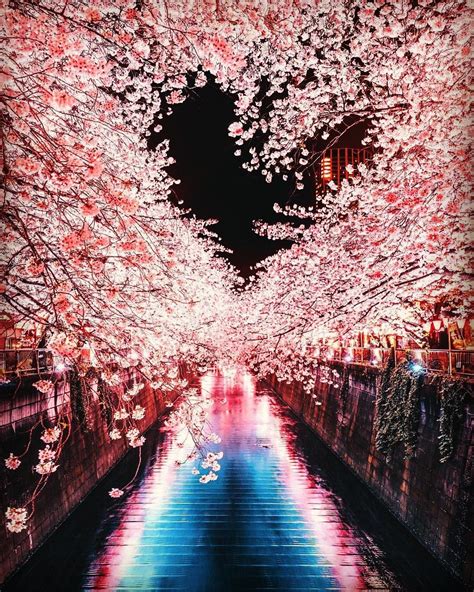 Meguro River Cherry Blossom Walk Tokyo Japan Pics