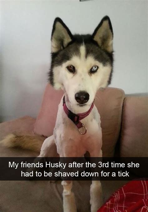 71 Of The Most Hilarious Posts About Huskies Ever Bored Panda