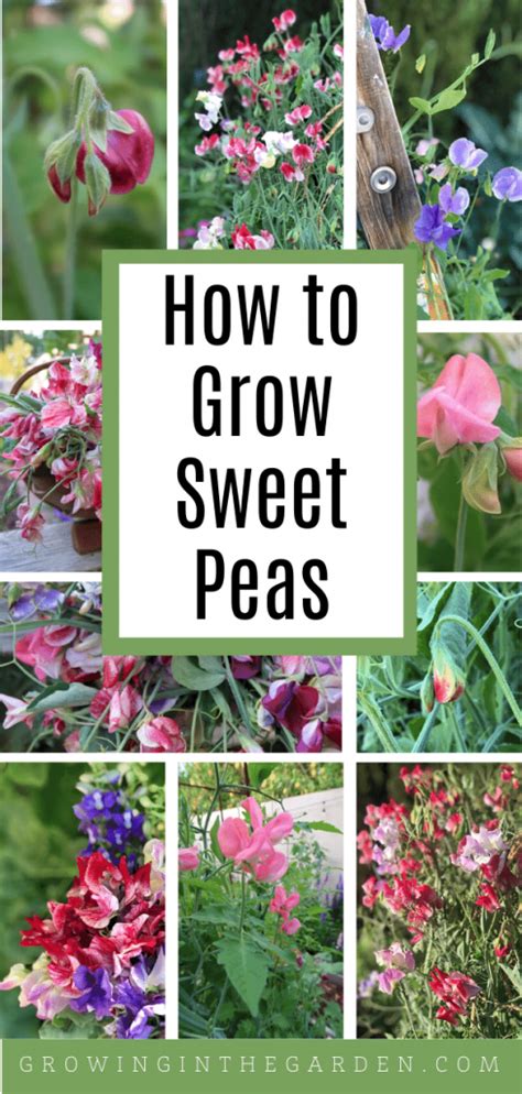 How To Grow Sweet Peas 5 Tips For Growing Sweet Peas Growing In The