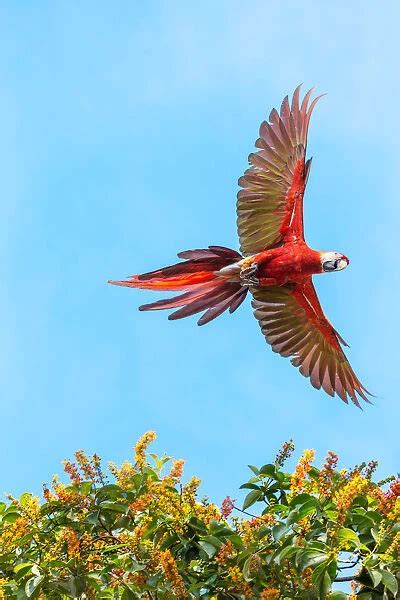 Scarlet Macaw Ara Macao Flying Corcovado National Park 13519589