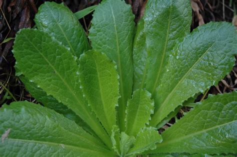 The Uses Benefits And Identification Of Wild Lettuce Situational