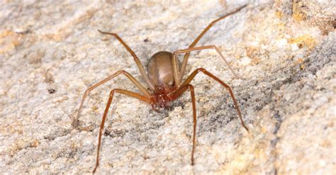 How Common Are Brown Recluse Spiders In Arizona Az Animals