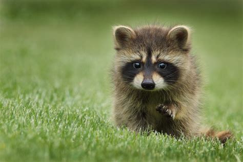 Free Photo Cute Baby Raccoon On The Grass