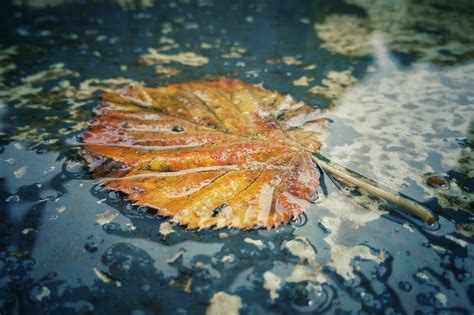 Online Crop Dried Leaf Floating On Water Hd Wallpaper Wallpaper Flare