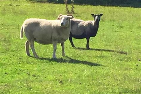 40 Icelandic Cross Breeding Ewes Lambs Shearlings Sellmylivestock