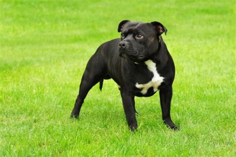 79+ Stafford Terrier Temperament - l2sanpiero