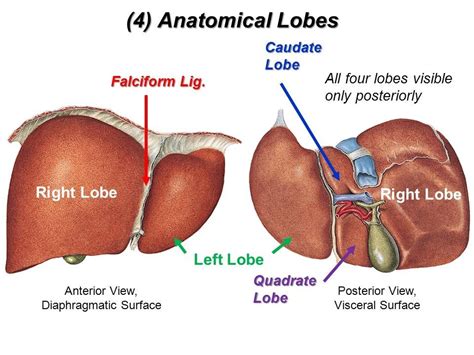 Lobes Of Liver Diagram