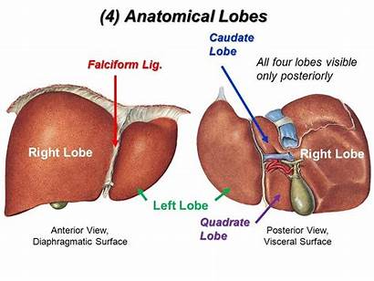 Liver Anatomy Cancer Google Nursing Projects Science