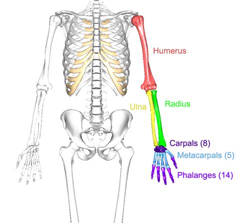 The Upper Limbs Human Anatomy And Physiology Lab Bsb 141
