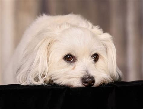 5 Things To Know About The Coton De Tulear Petful