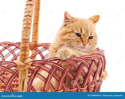Cat In A Basket Stock Photo Image Of Pair Beauty Background 135883450