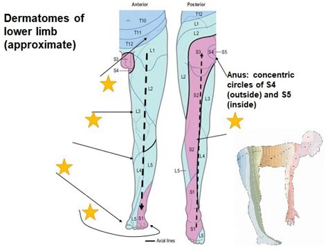 Dermatomes Of The Lower Limb Diagram Quizlet 4356 The Best Porn Website